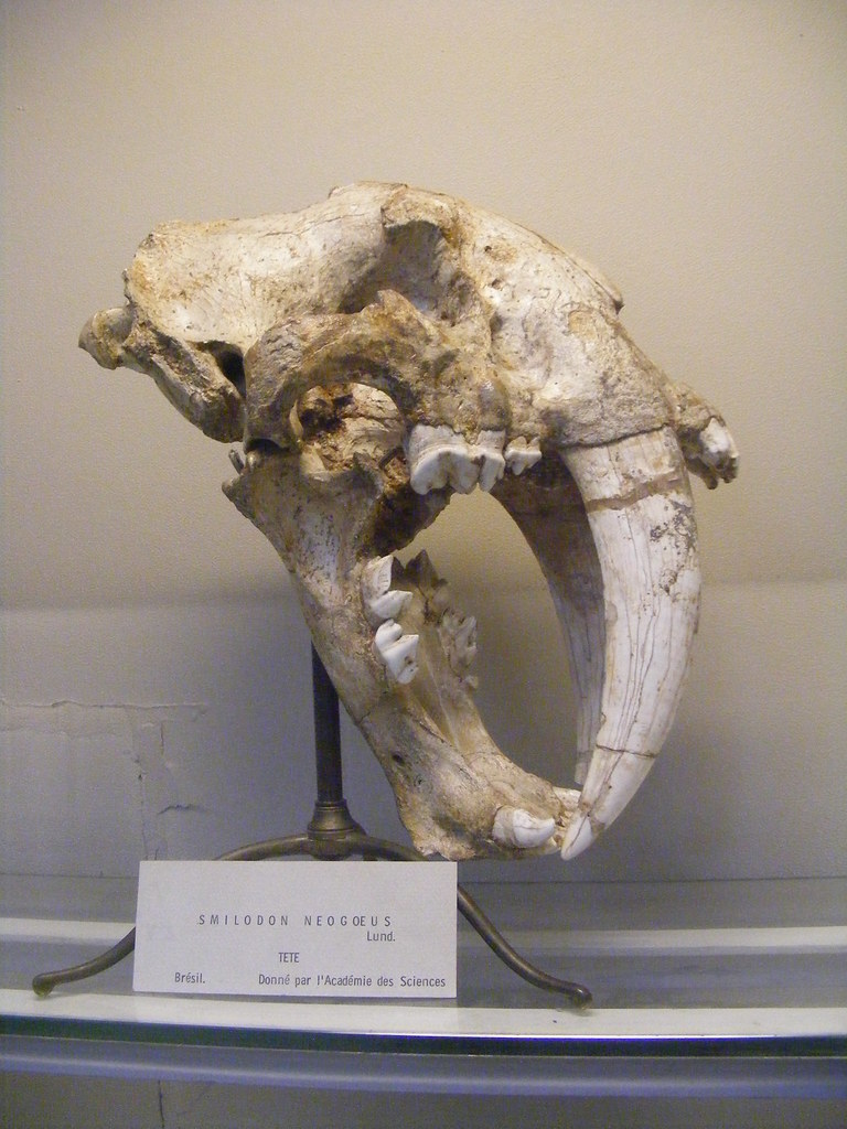 Decades-Old Mislabeling: Ancient Saber-Toothed Cat Skull Rediscovered at New York Museum