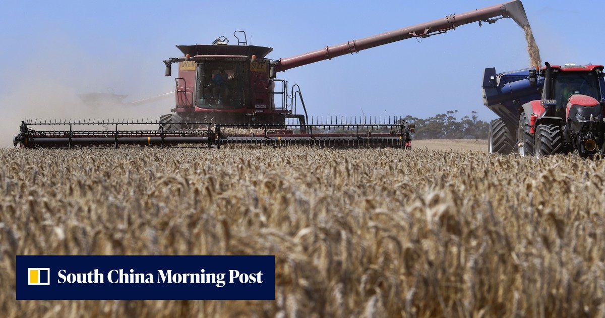 Russia Surges in Grain Shipments to China: Second-Highest Historical Level in First Seven Months of 2026