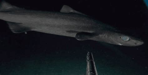 Hidden Caribbean Depths Reveal 20+ Previously Unknown Marine Species