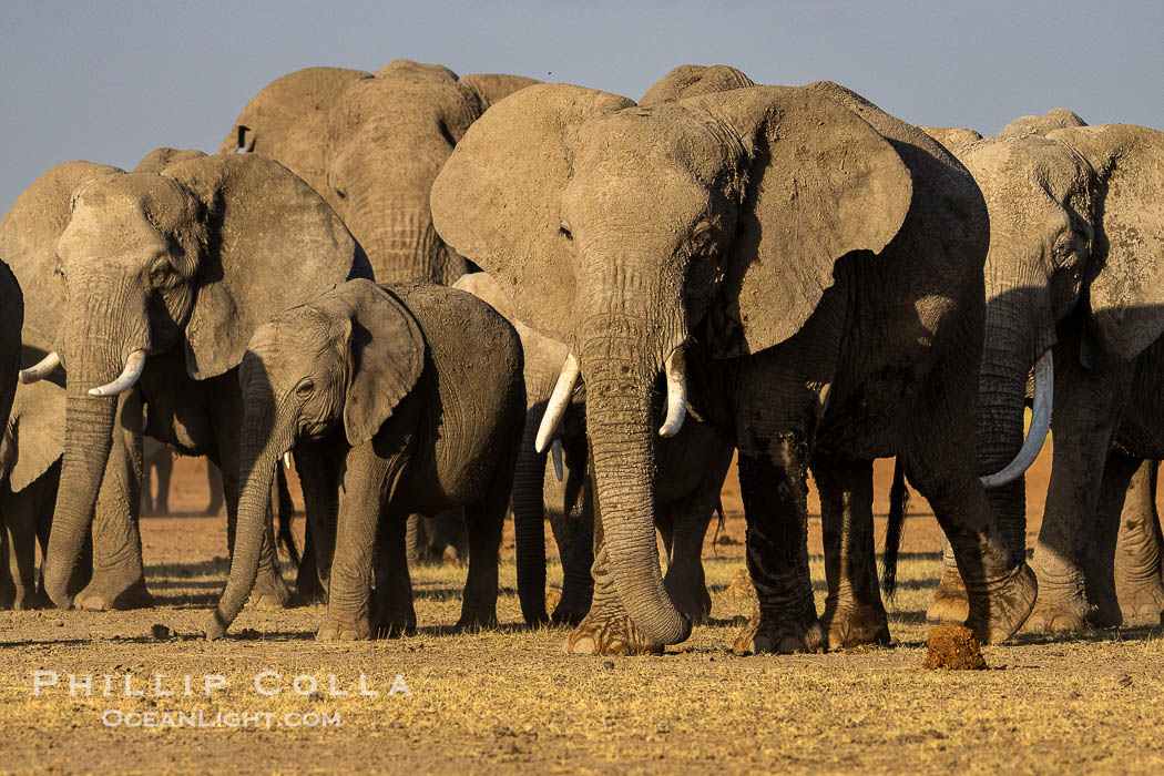 African Elephants’ Secret Medicine: How Wild Herds Self-Treat Illness